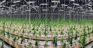 TotalGrow BF High Intensity Top-Light 660W Bar with 120V Power Cord TotalGrow