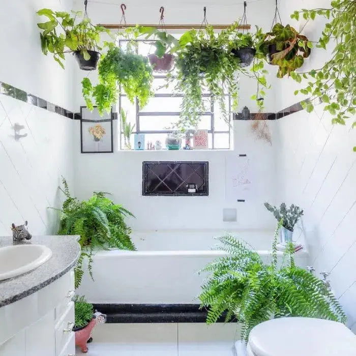 Turn-Your-Bathroom-Into-a-Mini-Jungle-5-Best-Humidity-Plants Orenza Living
