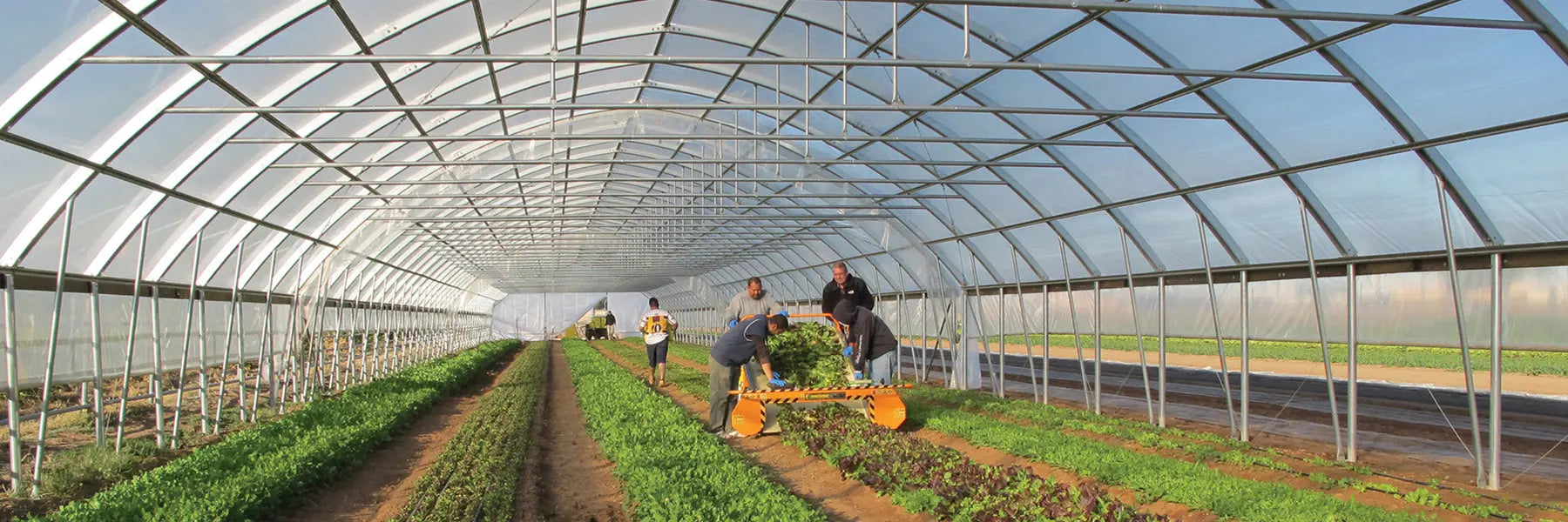 What-to-Consider-When-Purchasing-Your-Greenhouse-Key-Factors-for-Smart-Buying-Decisions Orenza Living