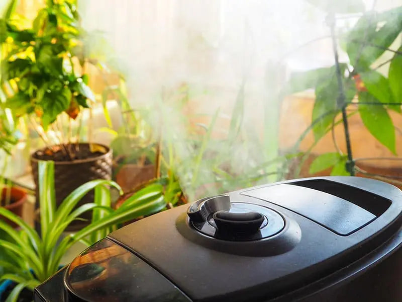 Do-I-Need-a-Humidifier-for-My-Grow-Tent-Essential-Guide-to-Optimal-Indoor-Growing-Conditions Orenza Living