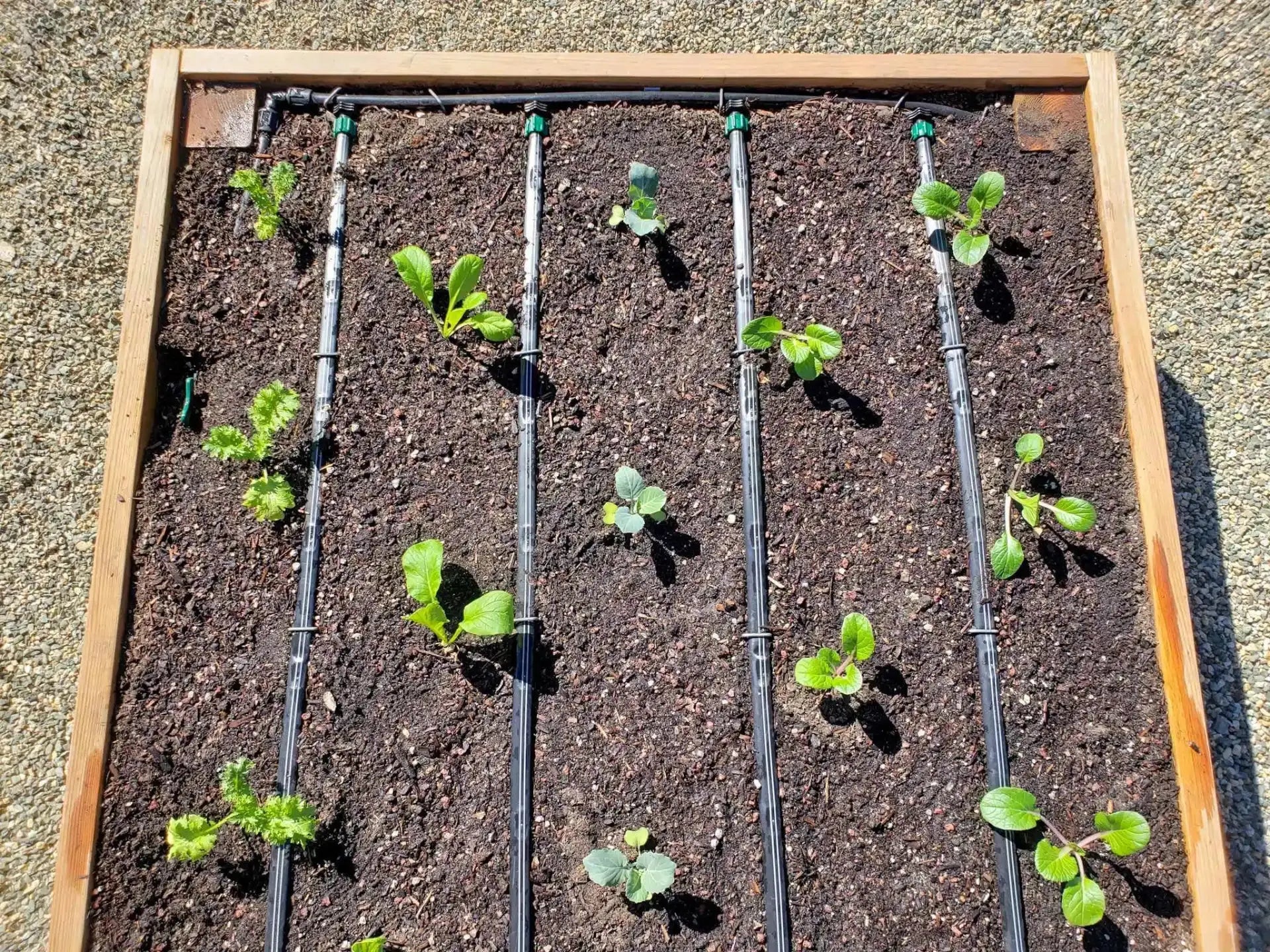 Mist-Sprinkler-and-Drip-Systems-101-Essential-Basics-for-Efficient-Irrigation Orenza Living