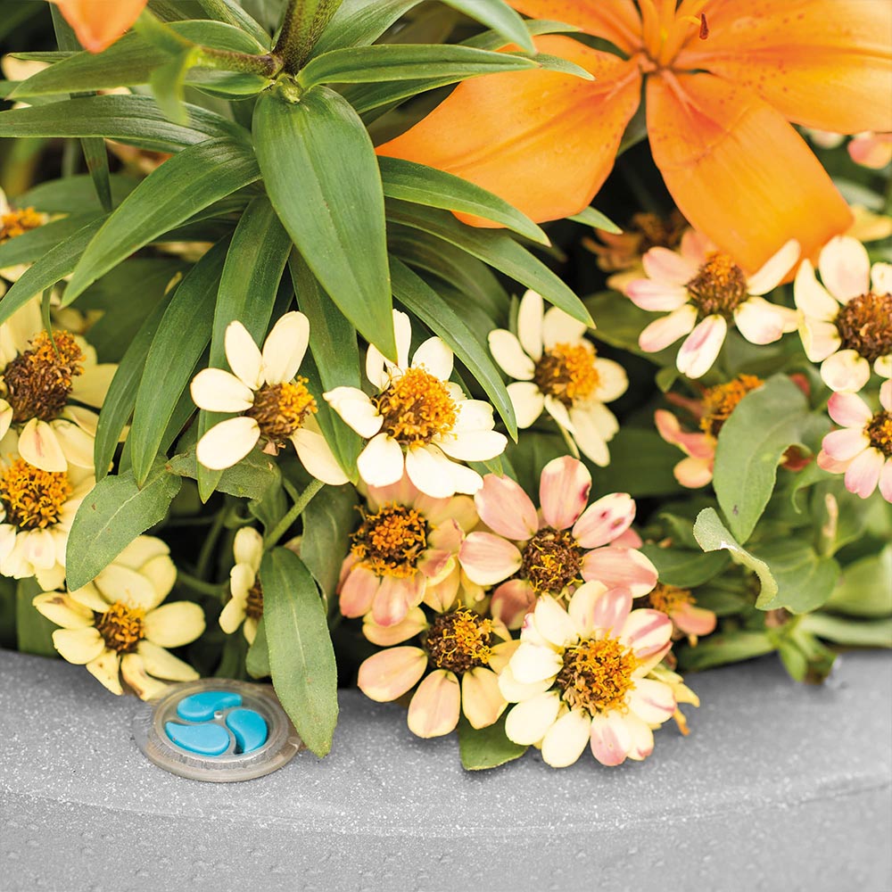 Colorful flowers with a drain cover in the foreground on a gray surface