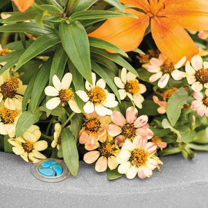 Colorful flowers with a drain cover in the foreground on a gray surface